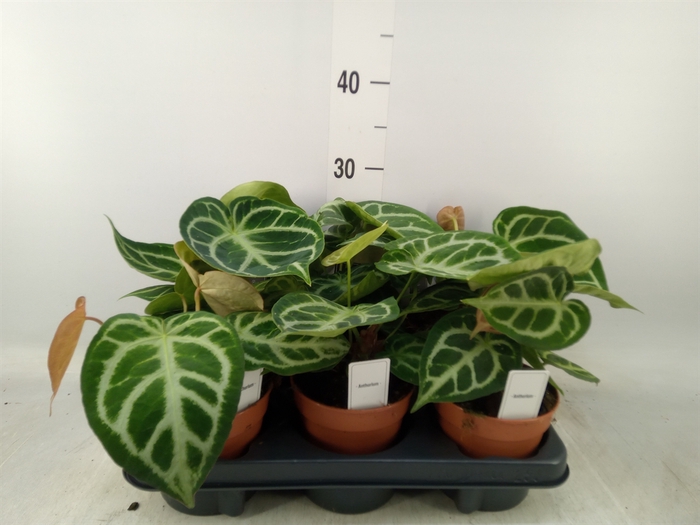 <h4>Anthurium   ...</h4>