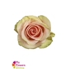 R Gr Absolute in Pink Pink 50cm EC
