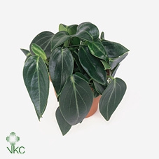 Peperomia 'Smaragd' NEW