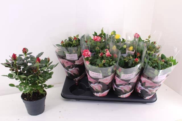 <h4>RO PATHIT GEM 4 SRT</h4>