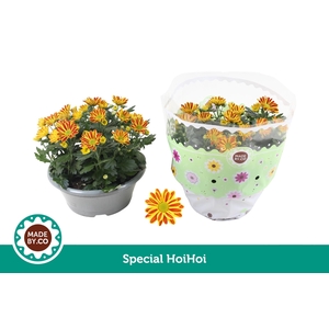 Chrysant HoiHoi