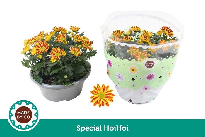 <h4>Chrysant HoiHoi</h4>