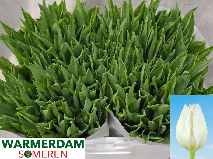 <h4>TU EN WHITE MARVEL</h4>