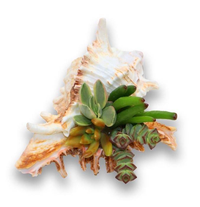 <h4>Planten ..in schelp L%</h4>