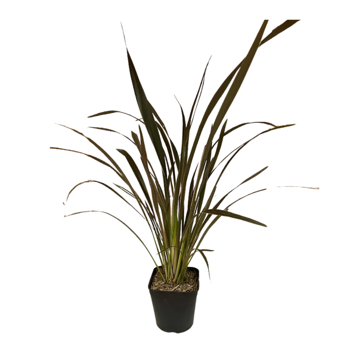 <h4>Phormium tenax</h4>