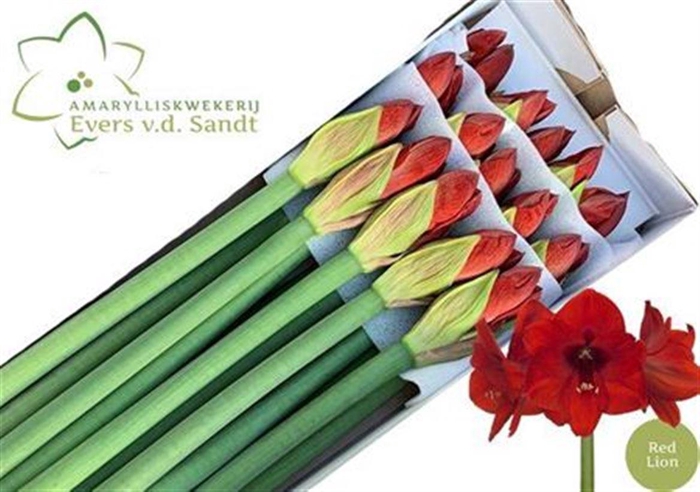 <h4>Hipp Ga Red Lion</h4>