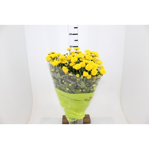 CRISANTEMO SANTINI ZINTA 080 CM