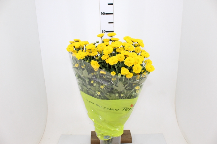 CRISANTEMO SANTINI ZINTA 080 CM