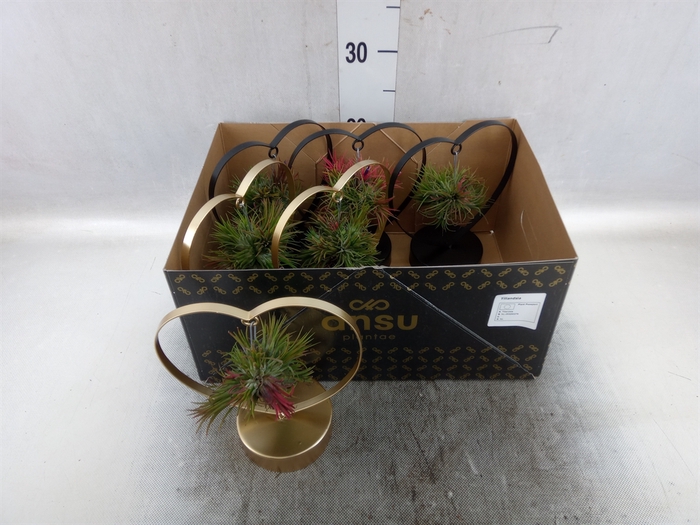 <h4>Tillandsia</h4>