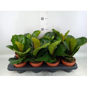 Ficus lyrata 'Bambino'
