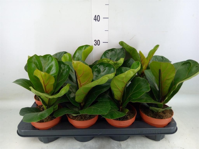 <h4>Ficus lyrata 'Bambino'</h4>