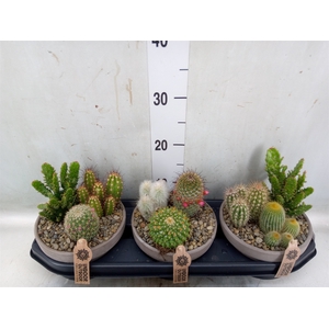 Arr.  Cactus L%