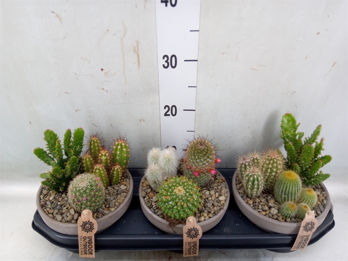<h4>Arr.  Cactus L%</h4>