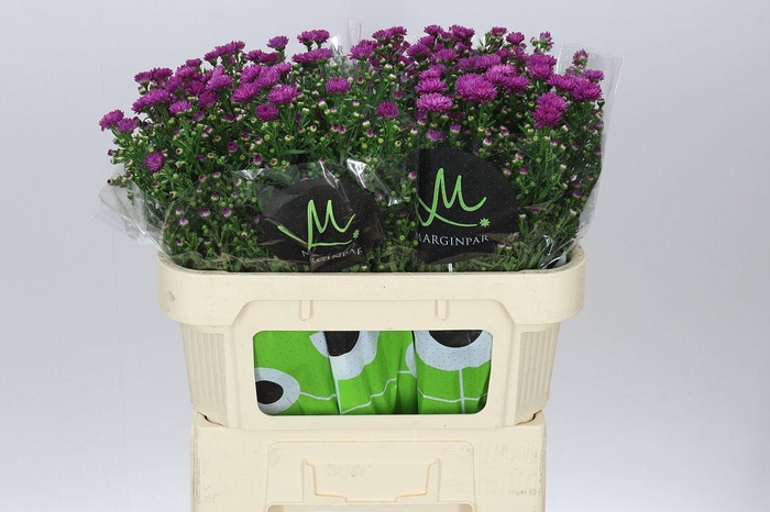 <h4>Aster Flash</h4>