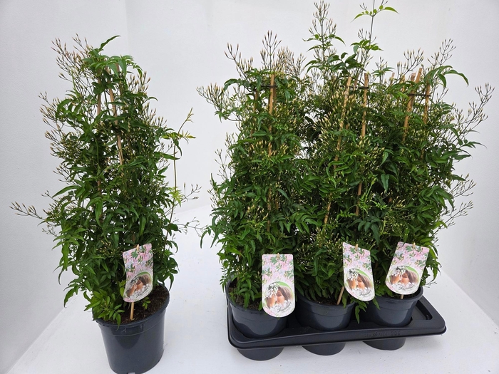 <h4>JASM POLYANTHUM WIT</h4>