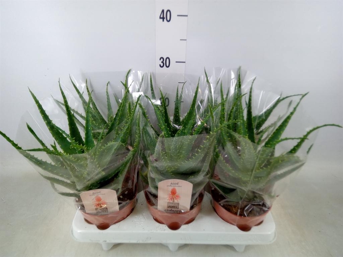 <h4>Aloe arborescens</h4>