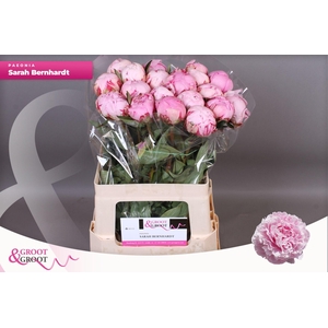 Paeonia Sarah Bernhardt | Heavy Quality