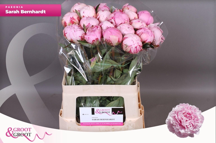 <h4>Paeonia Sarah Bernhardt | Heavy Quality</h4>