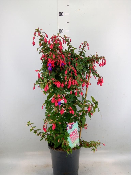 <h4>Fuchsia   ...</h4>