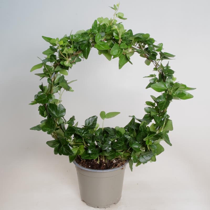 <h4>HEDERA HELIX p12 boog</h4>