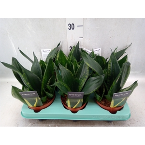 Sansevieria trifa. 'Hahnii'