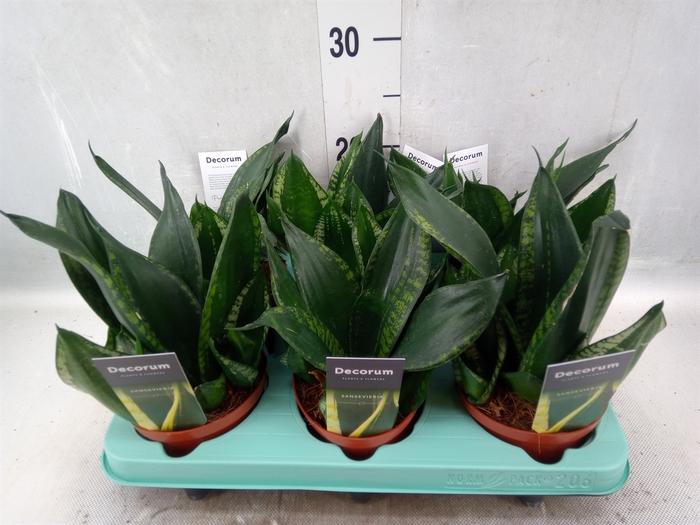 Sansevieria trifa. 'Hahnii'