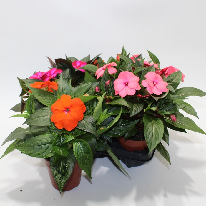 <h4>IMPAT NG GEM</h4>