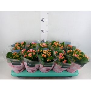 Kalanchoe blos. 'Serenity'   ...mix