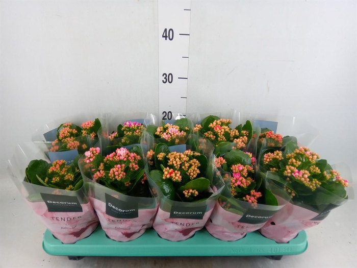 <h4>Kalanchoe blos. 'Serenity'   ...mix</h4>