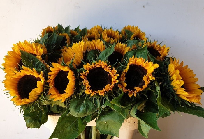 <h4>HELIANTHUS AN. 'SUNRICH ORANGE'</h4>
