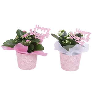 Womensday Arr. Indoor Ceramic Rose Relief Pot Ø11cm 1PP