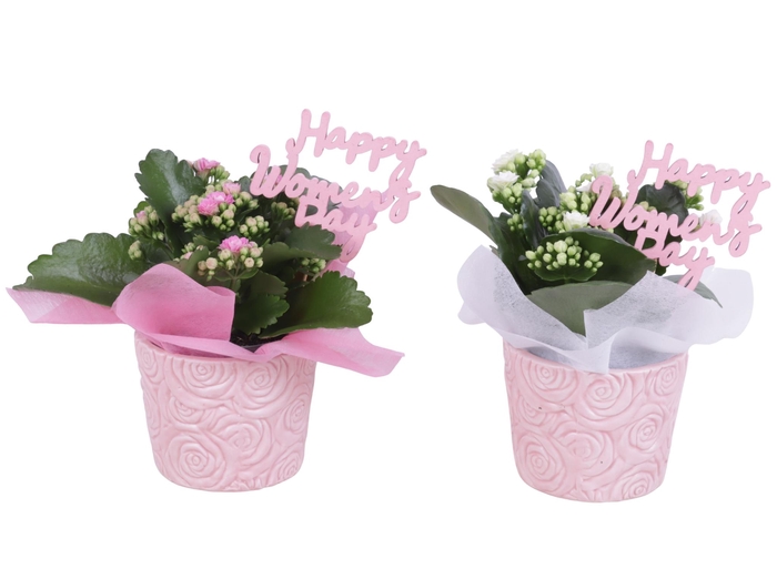 <h4>Womensday Arr. Indoor Ceramic Rose Relief Pot Ø11cm 1PP</h4>