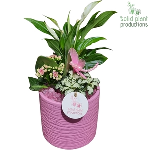 SP001 Amy Pink