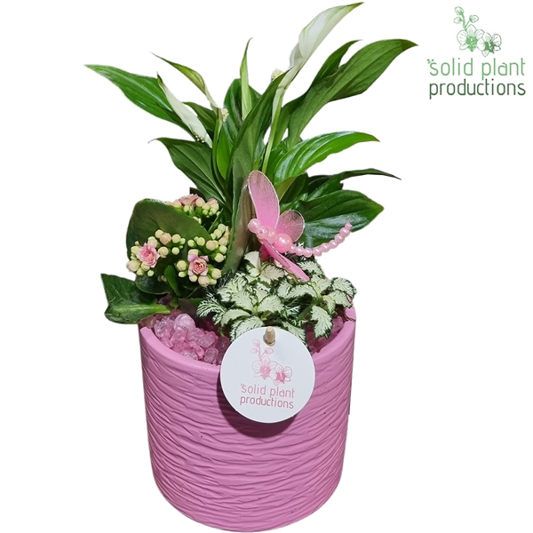 SP001 Amy Pink
