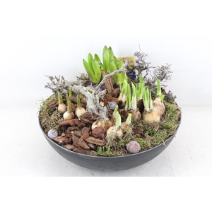 arr4 Bollenmix MB - Coupe black XL los