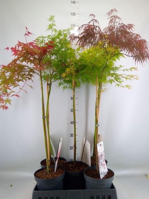 <h4>Acer   ...</h4>