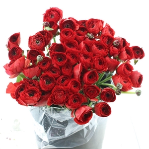 Ran Su Sr Tango Red Extra