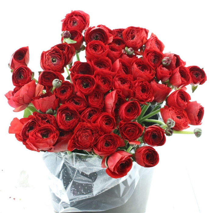 <h4>Ran Su Sr Tango Red Extra</h4>