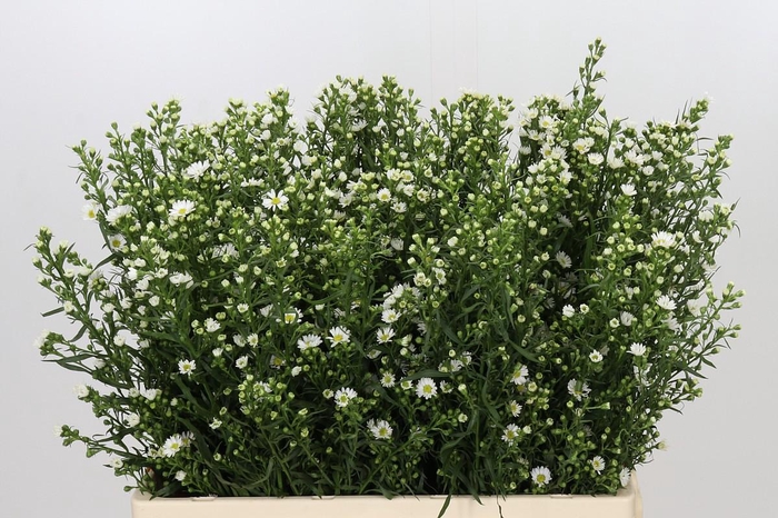 <h4>Aster Paquita</h4>
