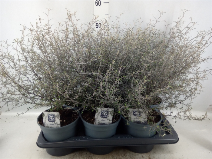 <h4>Corokia virgata 'Maori Silver'</h4>