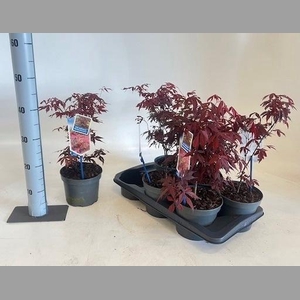 ACER PA ATROPURPUREU