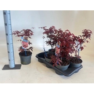 ACER PA ATROPURPUREU
