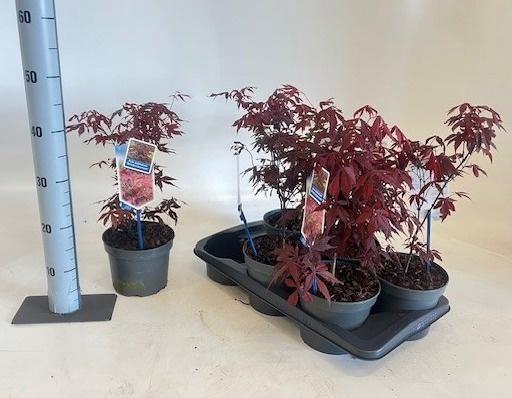 <h4>ACER PA ATROPURPUREU</h4>
