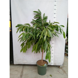 Ficus binn. 'Amstel King'