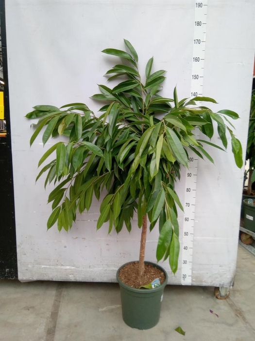 <h4>Ficus binn. 'Amstel King'</h4>