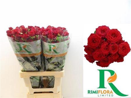 R Tr Mirabel