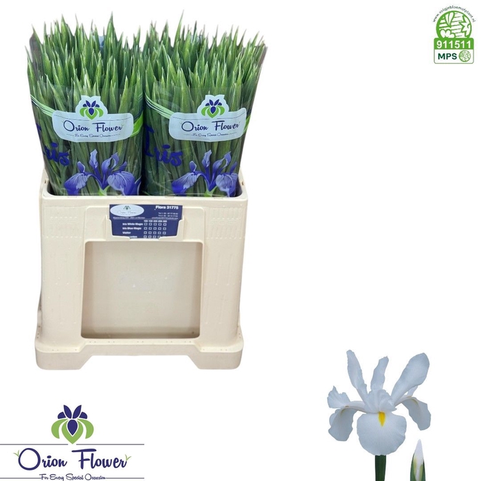 <h4>IRIS WHITE MAGIC</h4>