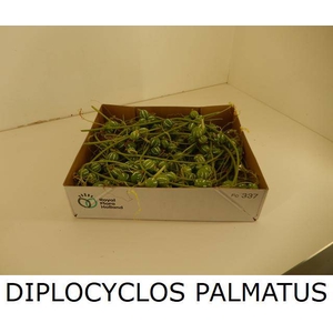 DIPLOCYCLOS PALMATUS