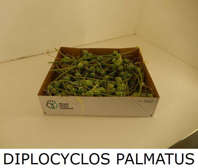 <h4>DIPLOCYCLOS PALMATUS</h4>