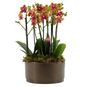 Flower Symphony | 3 x 2 tak Bolgheri in Sarah Bowl